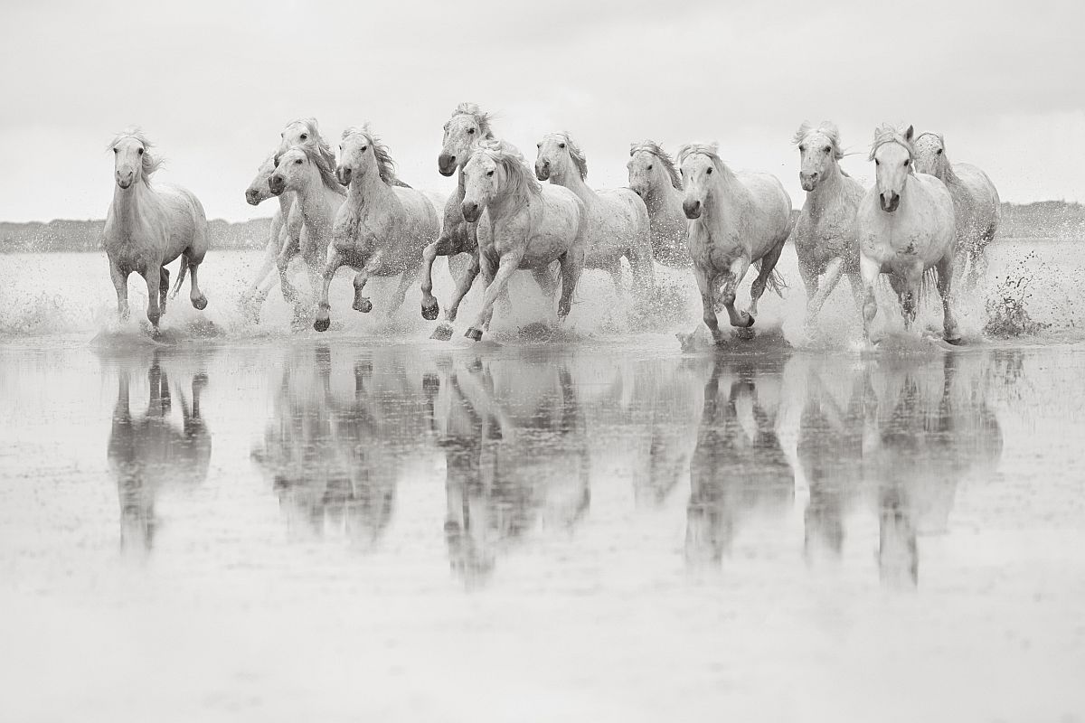 drew-doggett-band-of-rebels-white-horses-of-camargue-30