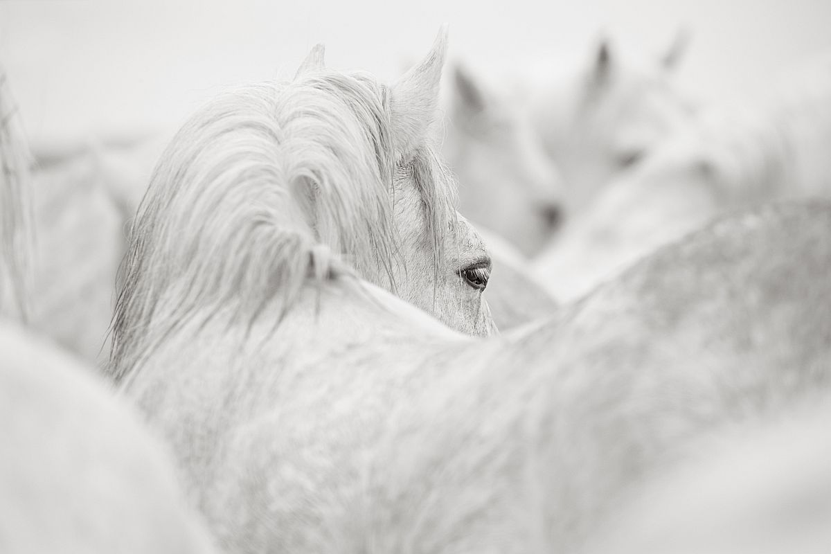 drew-doggett-band-of-rebels-white-horses-of-camargue-36