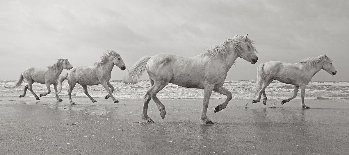 drew-doggett-band-of-rebels-white-horses-of-camargue-37