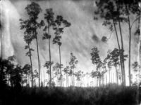 Lisa Elmaleh: Everglades