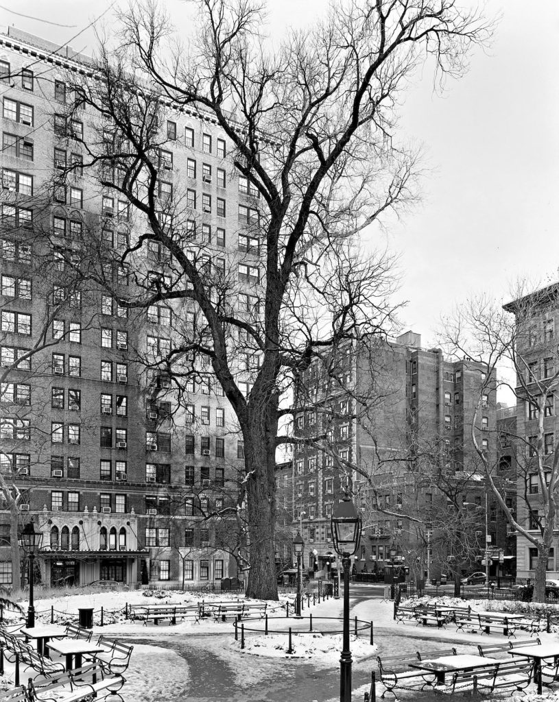 Mitch Epstein: New York Arbor | MONOVISIONS - Black & White 
