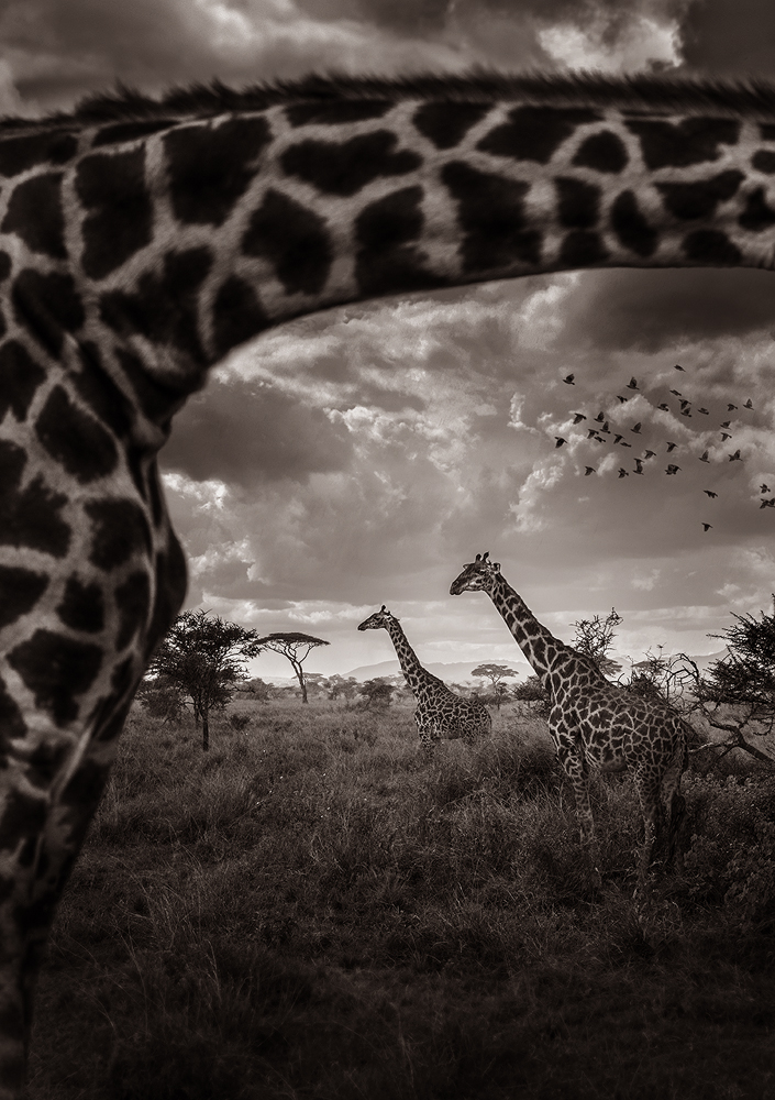 Wildlife-Animals 3RD PLACE WINNER (professional) 3RD PLACE WINNER Eric ISSELEE, Look through the giraffe