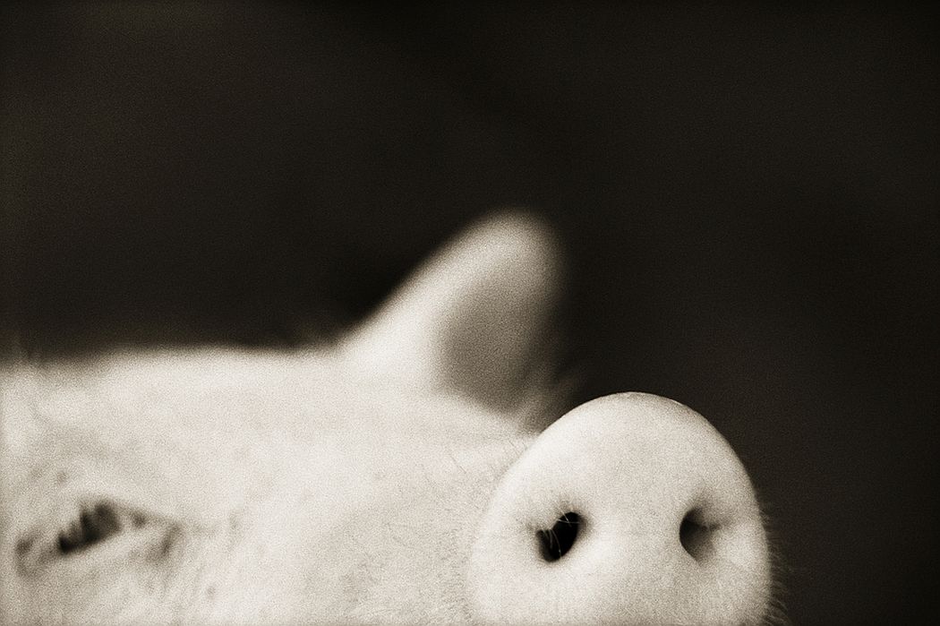 © Henry Horenstein: Animalia