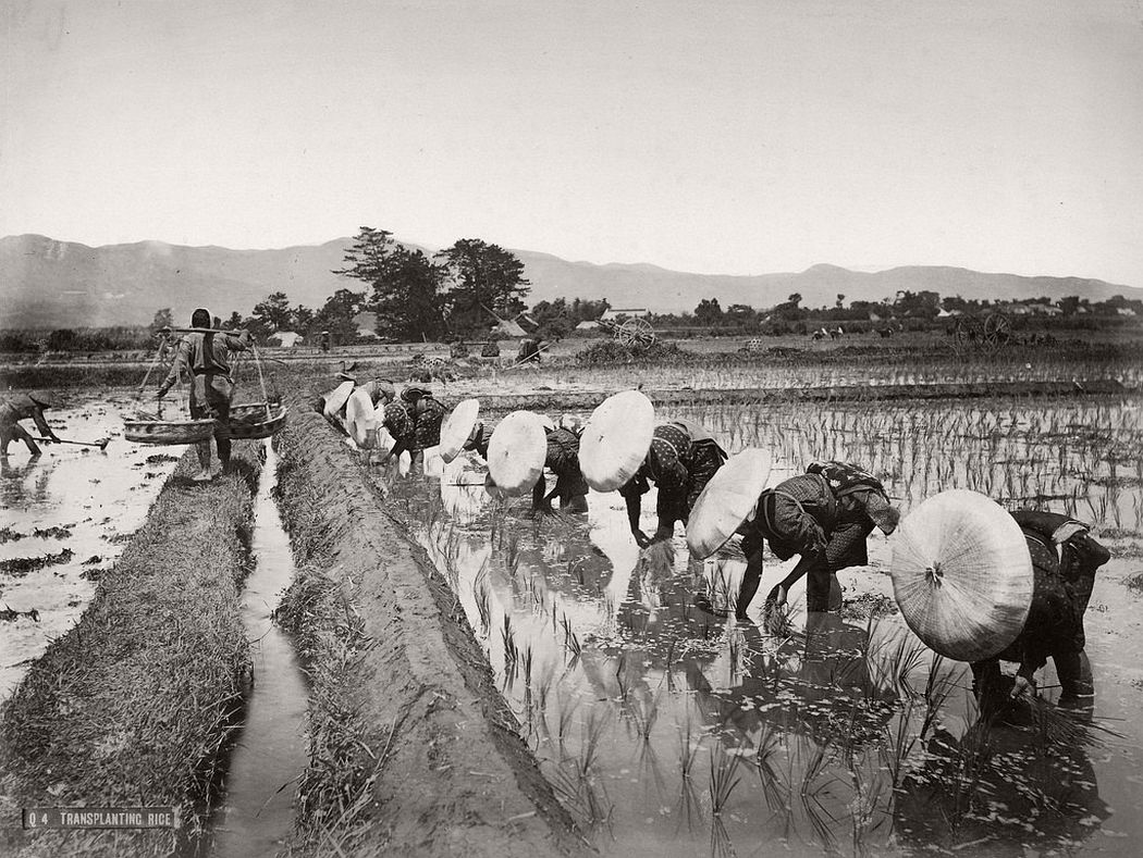 Transplanting rice, ca. 1880