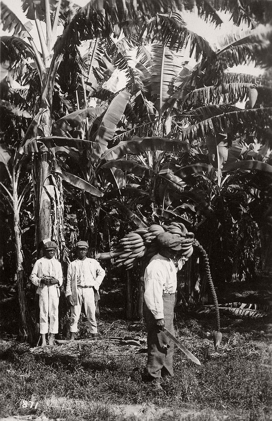 Banana plantation, Jamaica, ca. 1890s