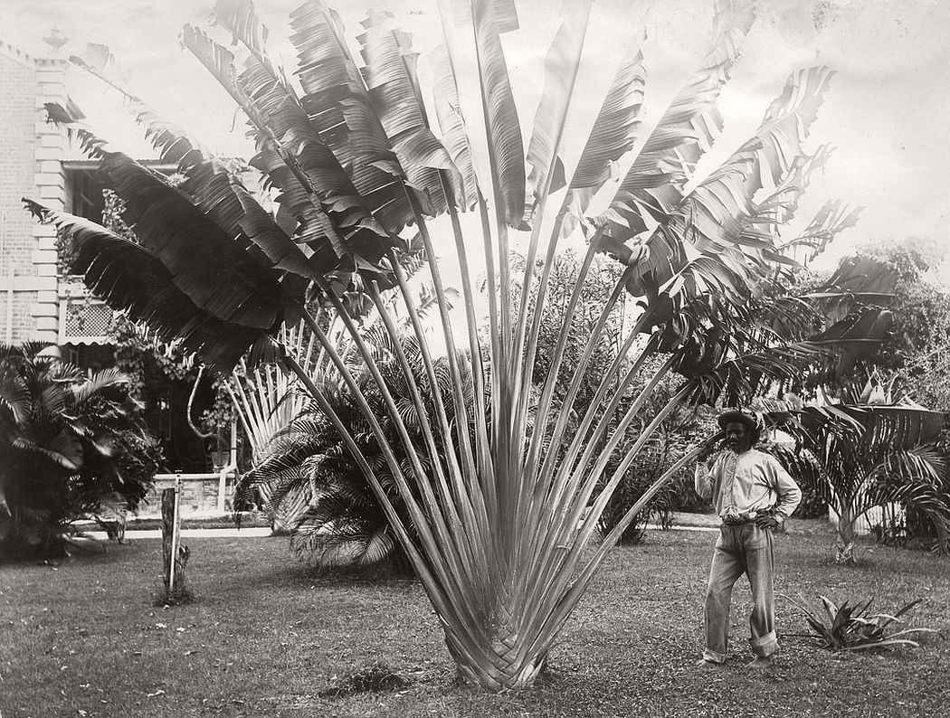 Traveler's palm, Hope Gardens, Kingston, Jamaica, ca. 1890s