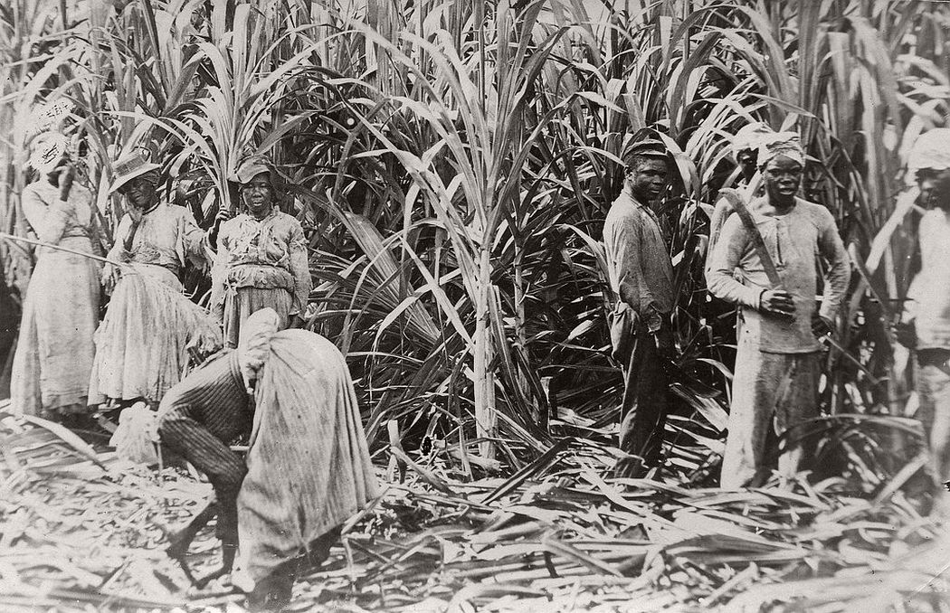 Cane cutters, Jamaica, 1891