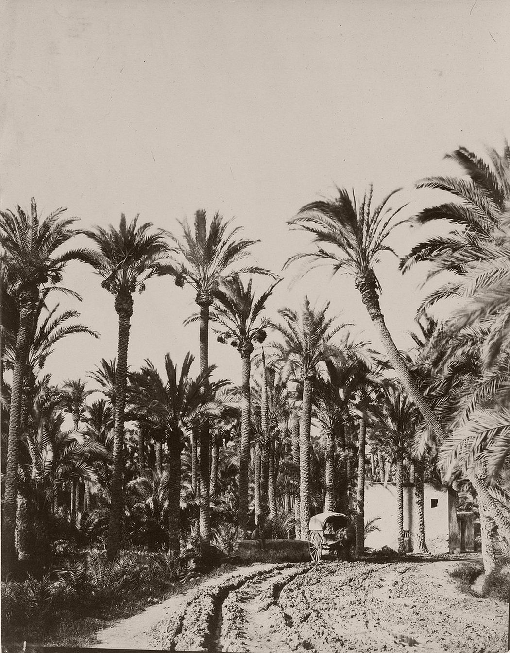 Elche palm trees, 1862