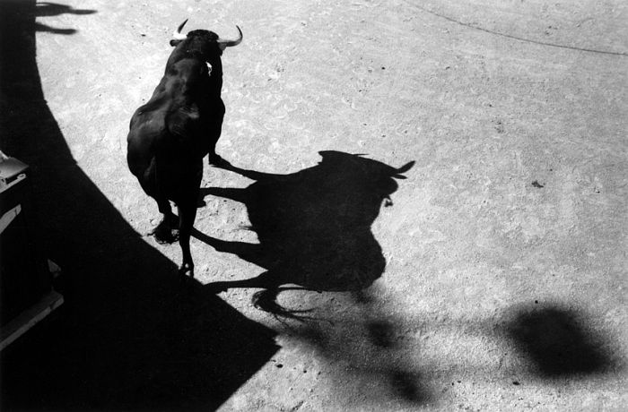 Lucien Clergue Le taureau des ombres Arles, 2009