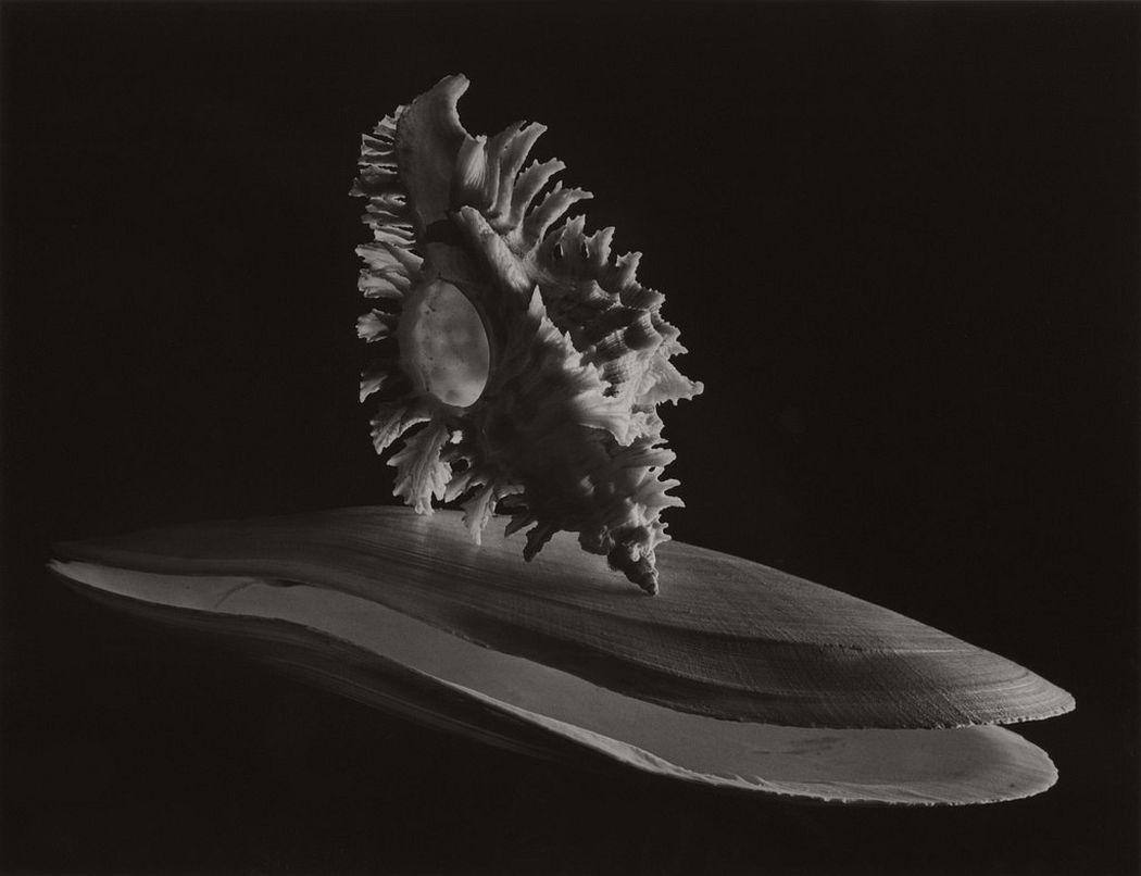 Ruth Bernhard  Deep Sea Scallop, 1943