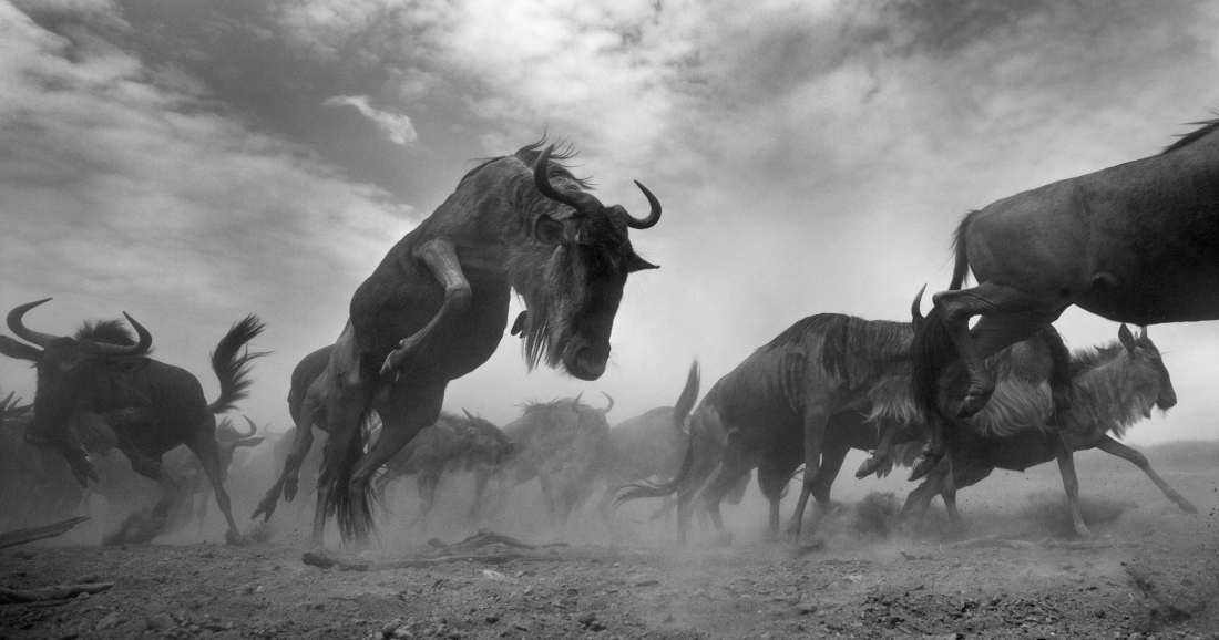 MonoVisions Black & White Photography Awards 2017 - Series Winner - Anup Shah: The Mara