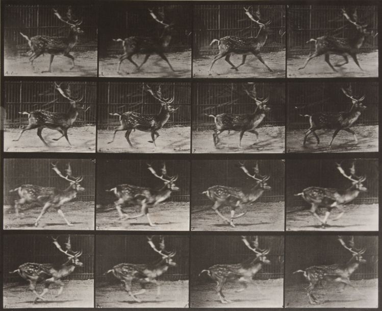 Eadweard Muybridge: Animal Locomotion
