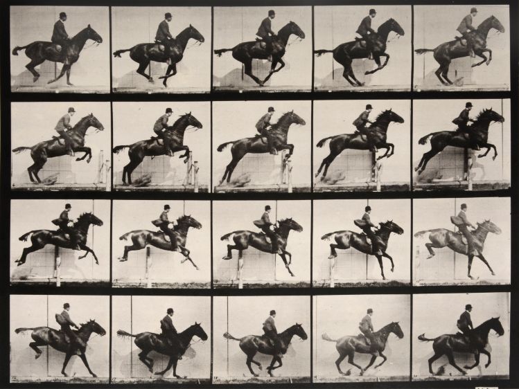 Eadweard Muybridge: Animal Locomotion