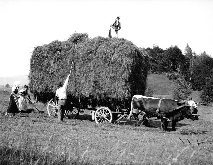 Haying with oxen, Austria