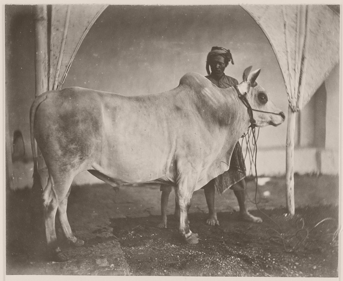Taurus in Bali, circa 1870.