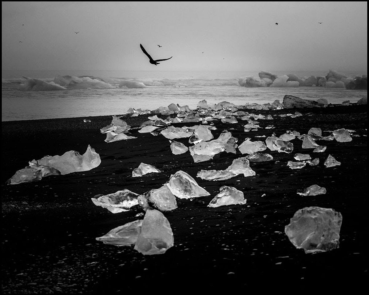 Ice, black sand and birds, Iceland 2015 © Laurent Baheux 