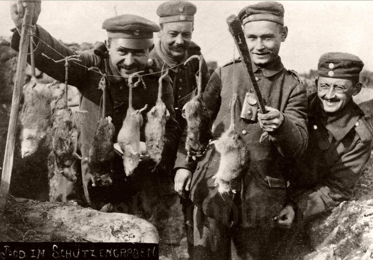 Rats on German trenches. The rat problem remained for the duration of the war (although many veteran soldiers swore that rats sensed impending heavy enemy shellfire and consequently disappeared from view).