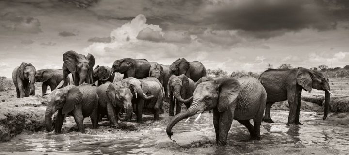 Joachim Schmeisser: Elephants in Heaven