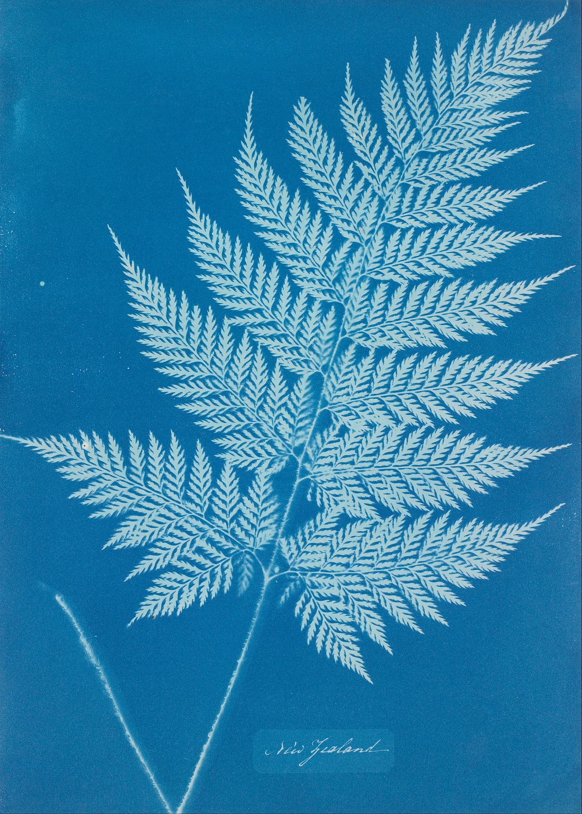 A cyanotype photogram made by Anna Atkins