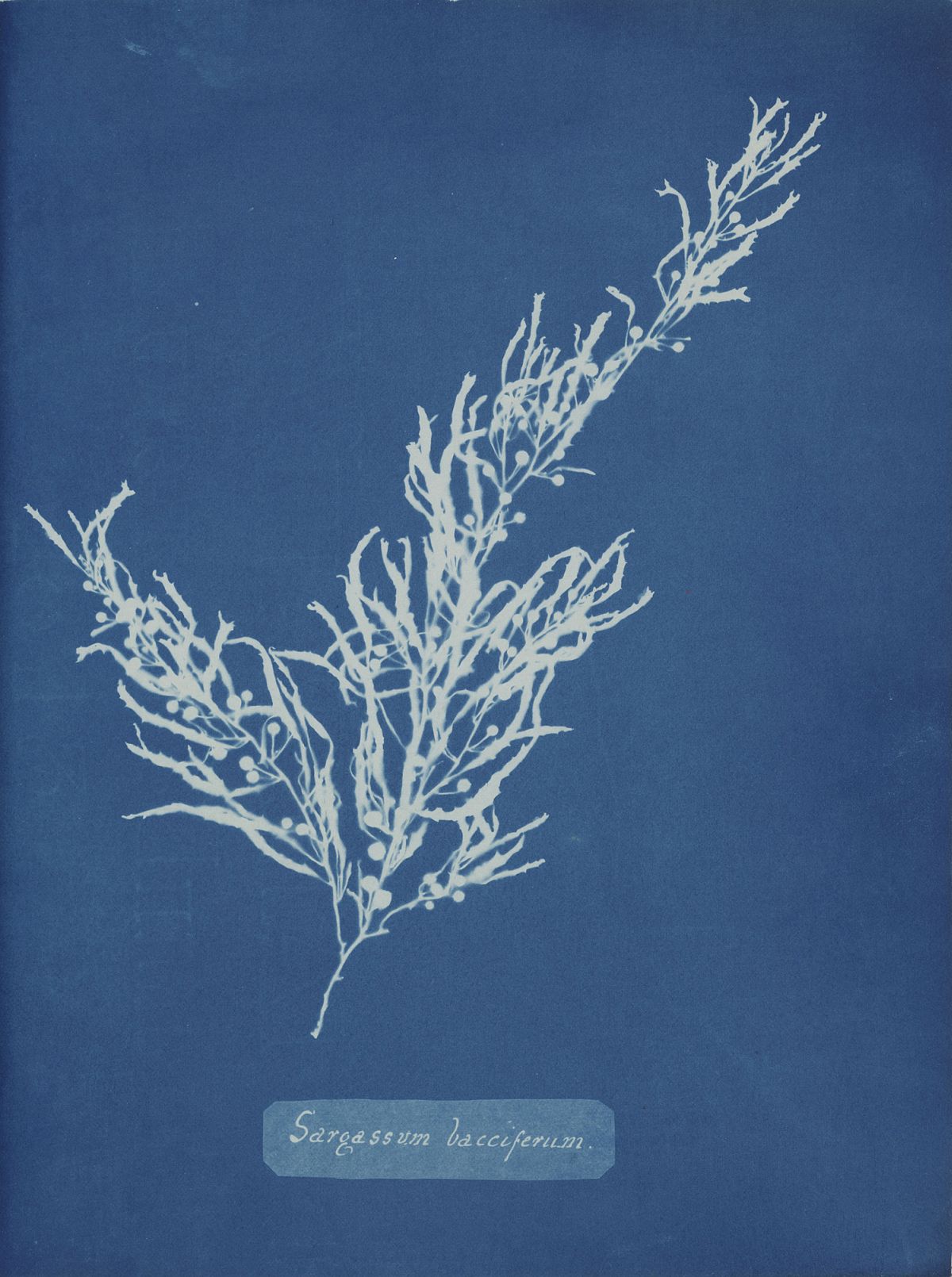 A cyanotype photogram made by Anna Atkins