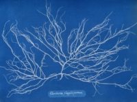 Biography: 19th Century pioneer of Cyanotype photography Anna Atkins