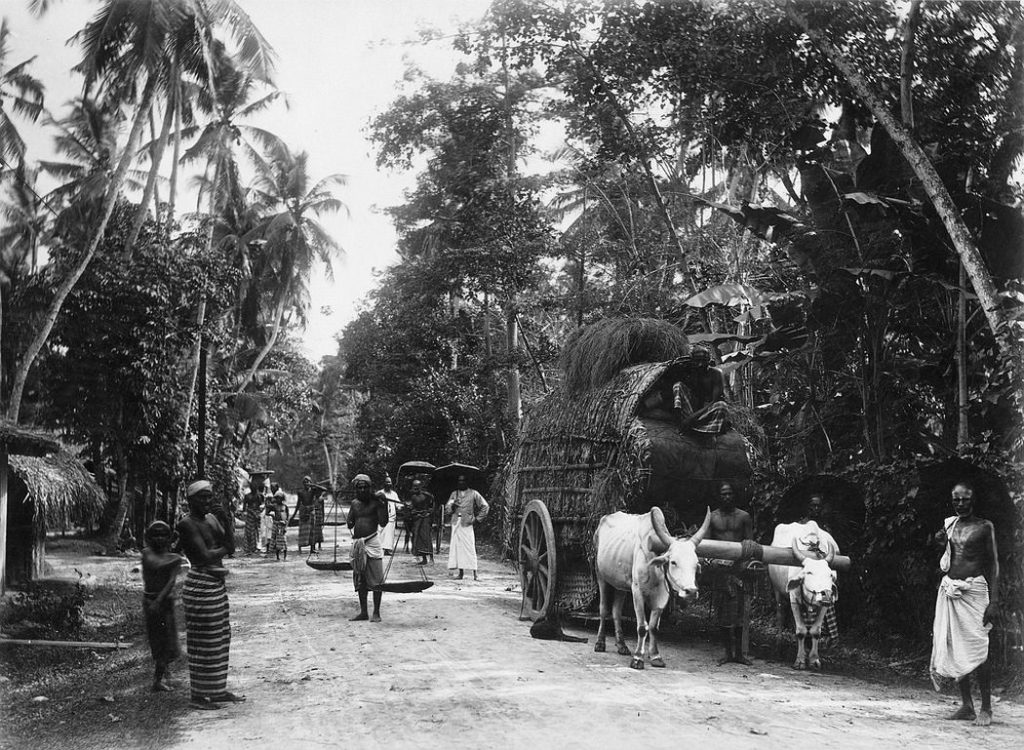 Vintage: Everyday Life Of Ceylon (sri Lanka) In The 1880s 