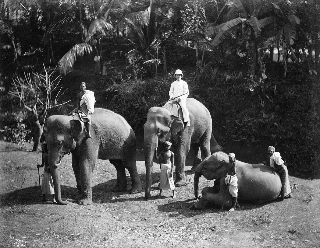 Elephants, ca. 1880s