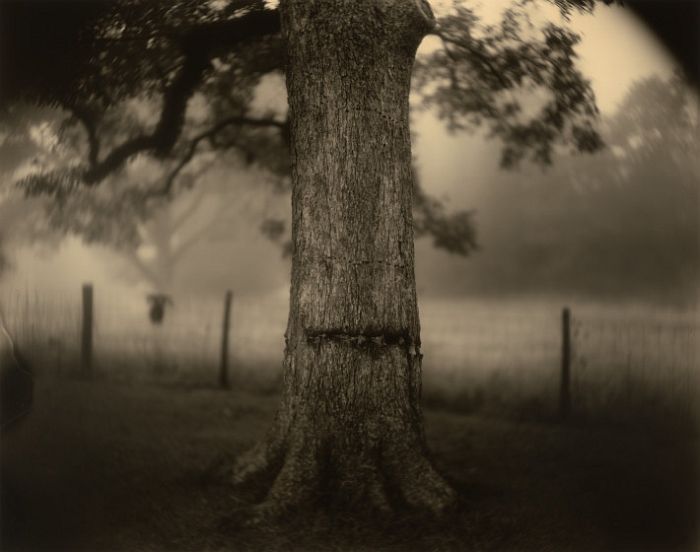 Sally Mann, Deep South, Untitled (Scarred Tree), 1998, gelatin silver print, National Gallery of Art, Washington, Alfred H. Moses and Fern M. Schad Fund. Image © Sally Mann