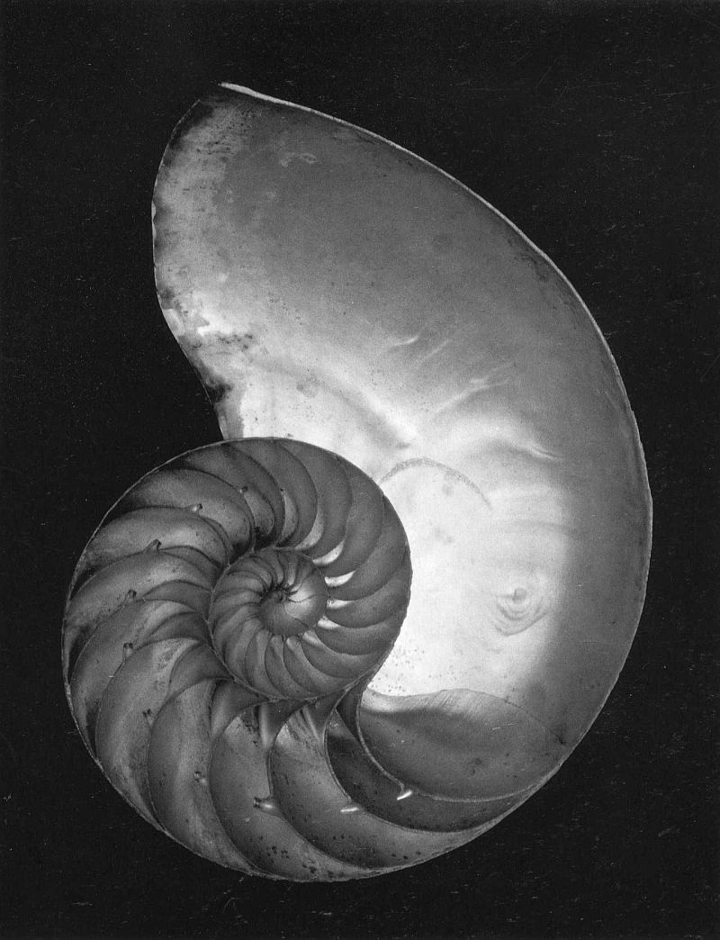 Edward Weston, Chambered Nautilus, 1927 