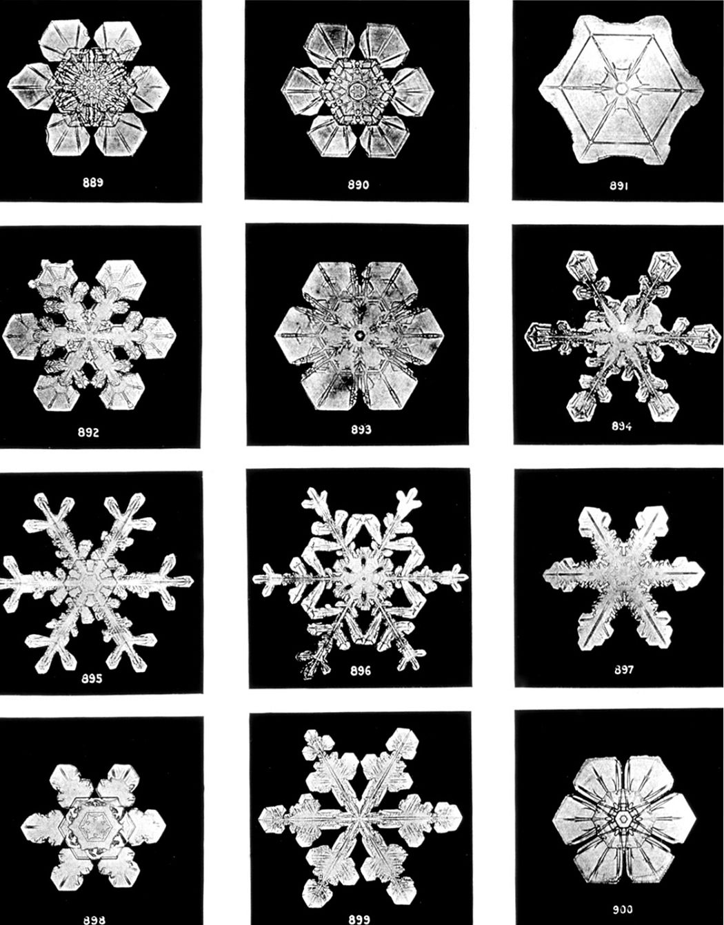 Snowflakes - Wilson Bentley