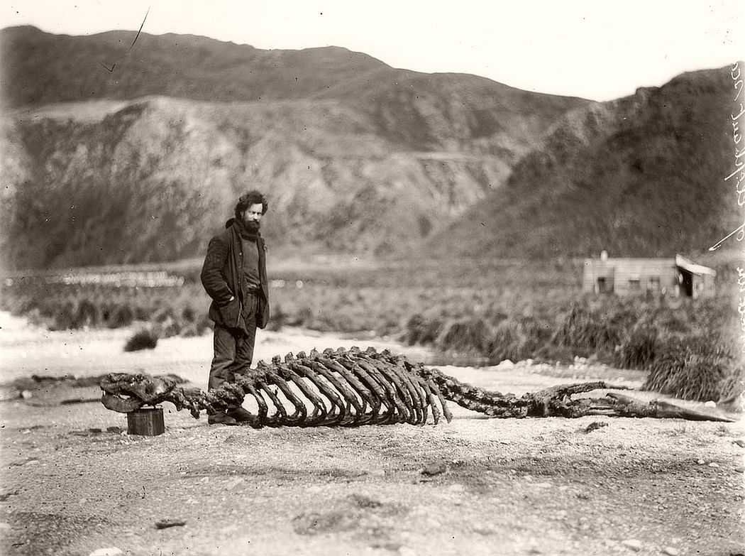 Skeleton of sea-elephant and Harold Hamilton, circa 1912