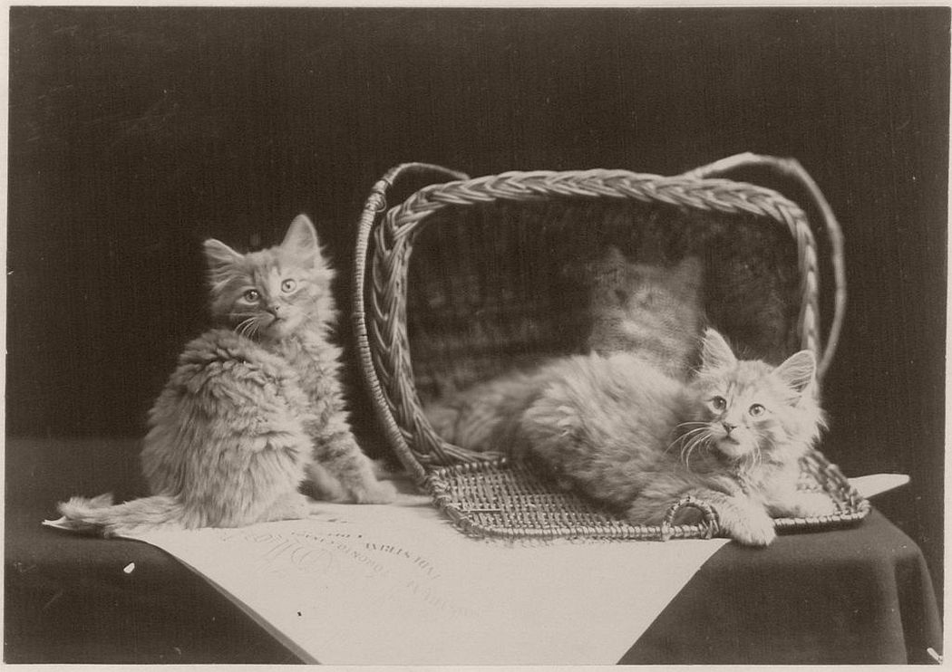 The Globe Kittens (1902)