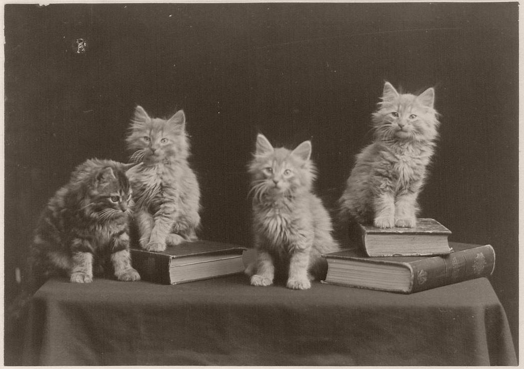 The Globe Kittens (1902)