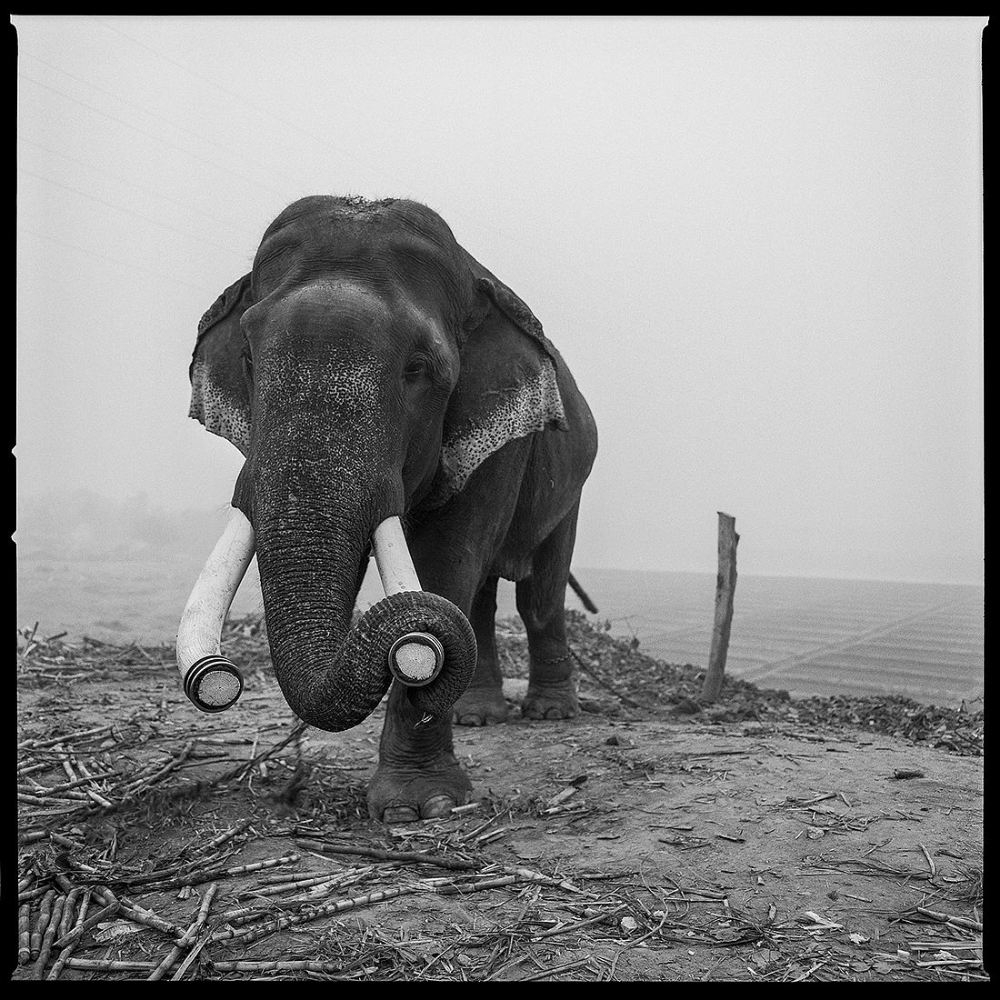 © Arun Nangla: The elephant in the room / MonoVisions Photography Awards 2018 winner