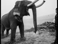 Arun Nangla: The elephant in the room