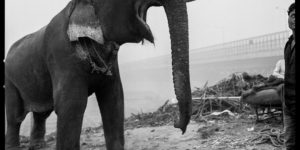 Arun Nangla: The elephant in the room