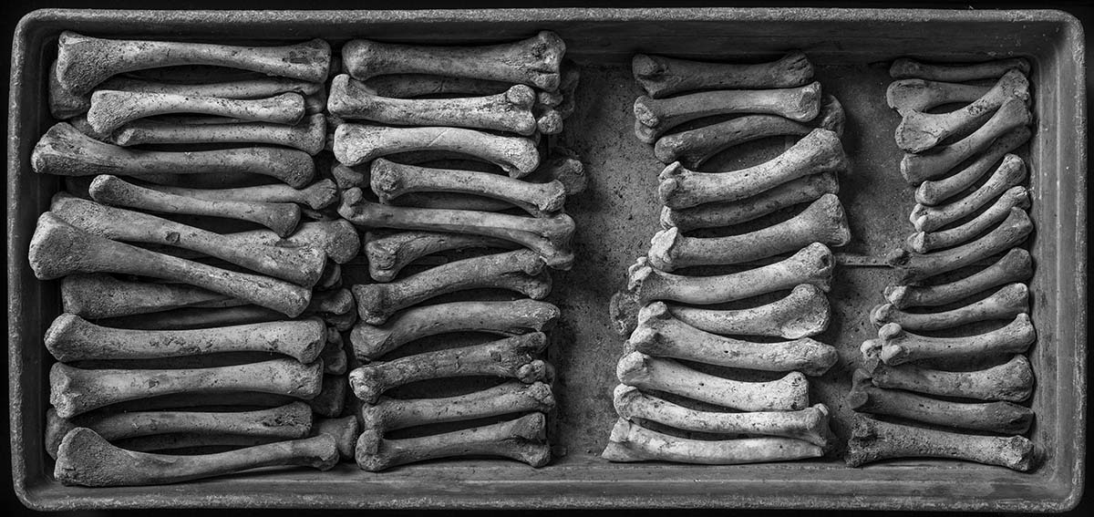 Still-life photograph of a number of bones sorted and arrranged in a shallow tray.