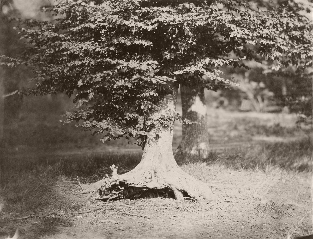 The Beech Tree (circa 1856)