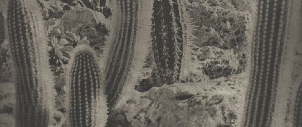 Karl Blossfeldt and Jim Dine: Poetry of Plants