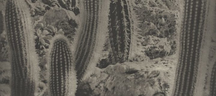 Karl Blossfeldt and Jim Dine: Poetry of Plants