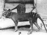 Vintage: Thylacine, Tasmanian tiger (1930s)