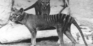 Vintage: Thylacine, Tasmanian tiger (1930s)