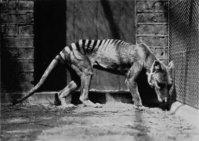 Vintage: Thylacine, Tasmanian tiger (1930s) | MONOVISIONS - Black ...