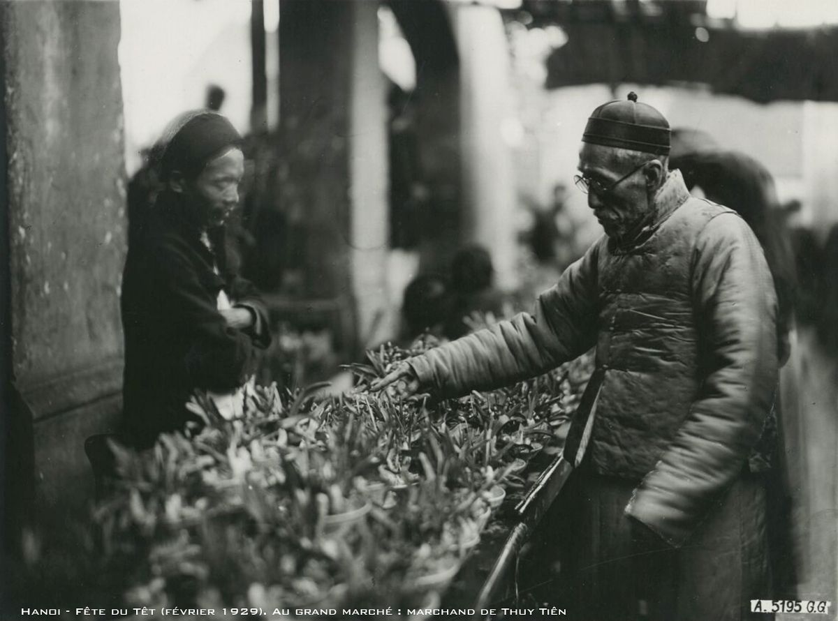 An old man chooses a daffodil as a Tet decoration. Daffodils are believed to awaken one's hidden potential, including talent and creativity. They also represent rejuvenation, chivalry and generosity. However, they are not so prevalent as a Tet decoration as they once were.