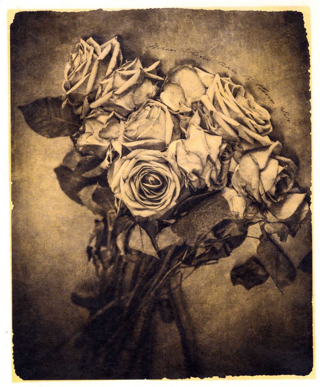 When roses cease to bloom sir, 2018