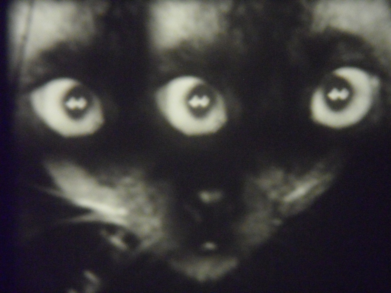 Three Eyed Cat by Weegee