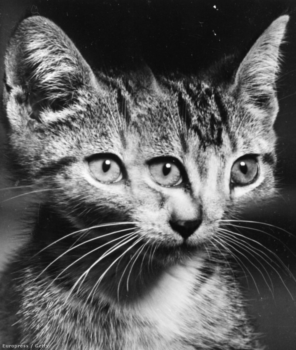 Three Eyed Cat by Weegee