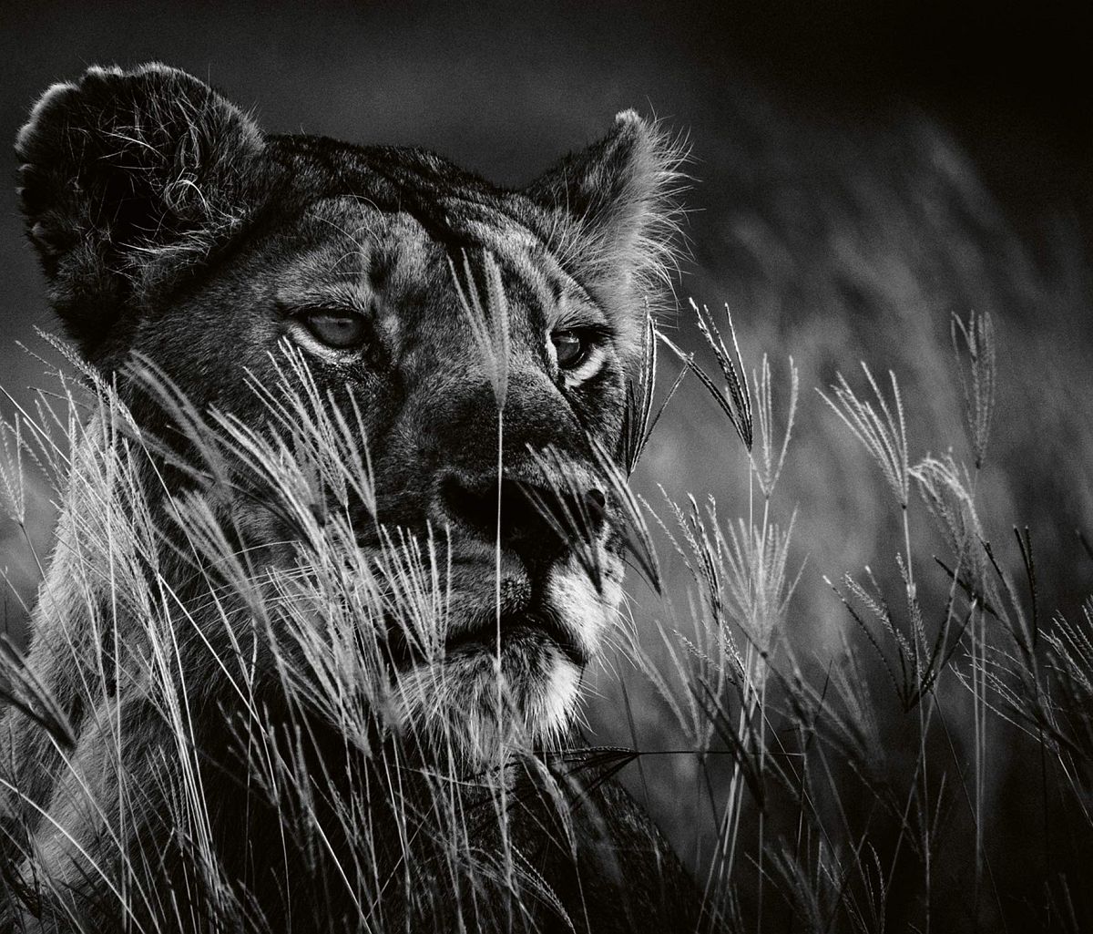 © Laurent Baheux: Lions