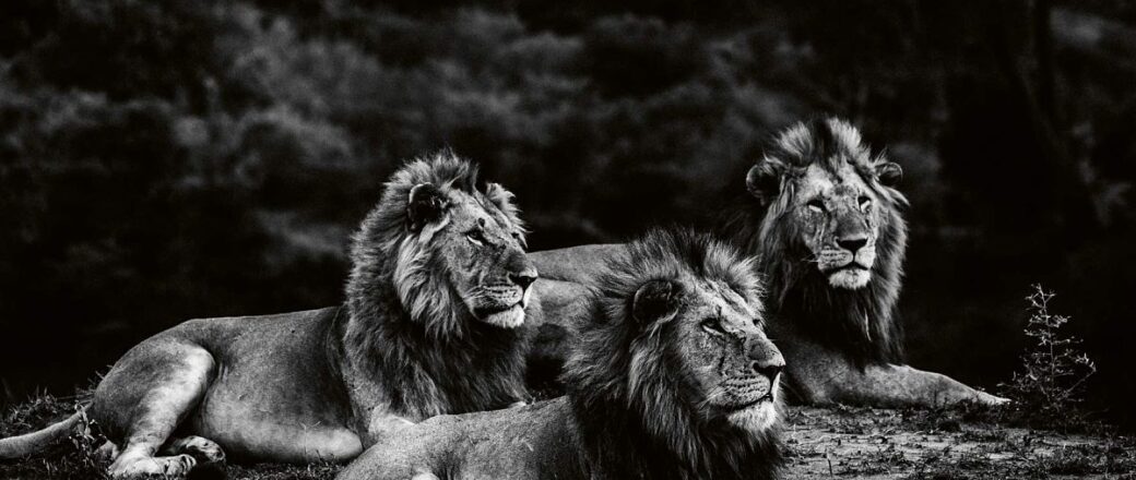 Laurent Baheux: Lions