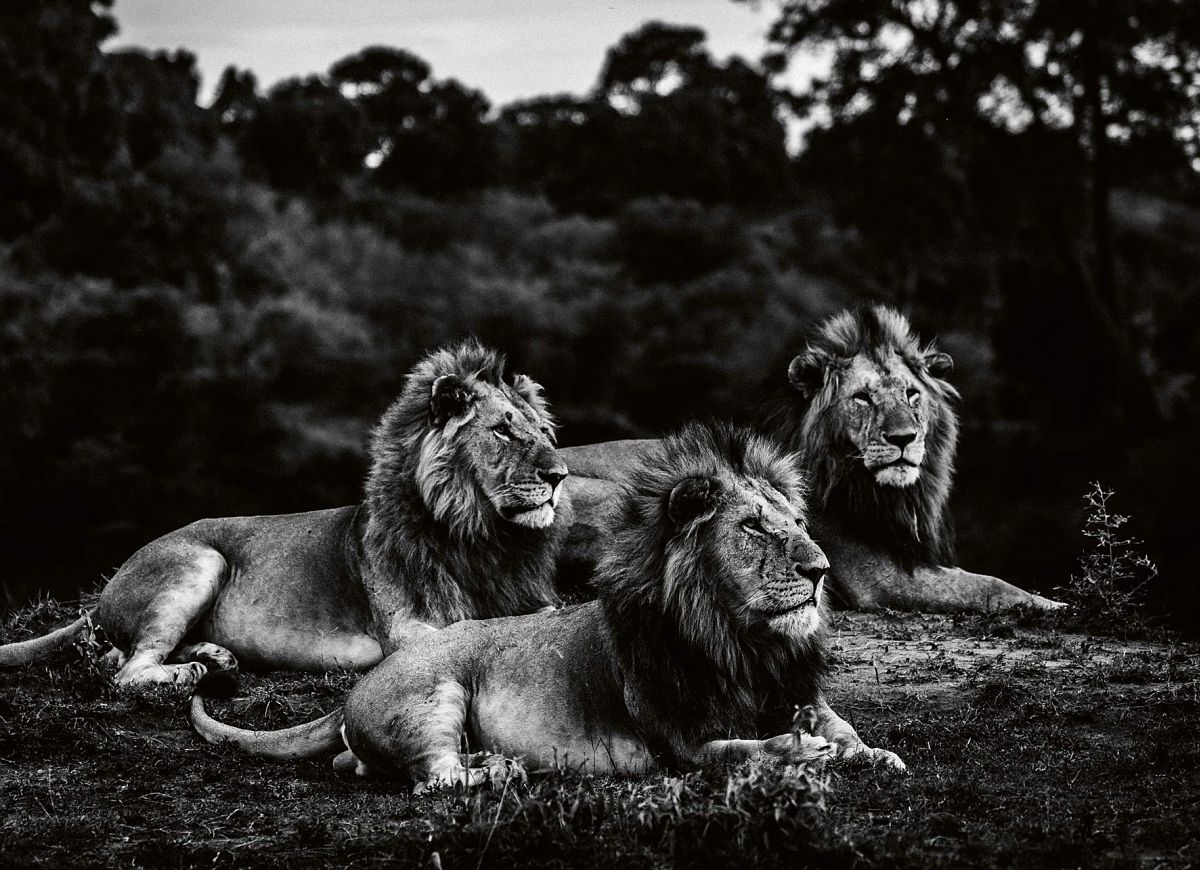 © Laurent Baheux: Lions